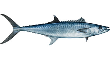 King Mackerel