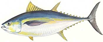 Big Eye Tuna