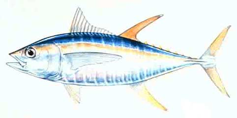 Yellow Fin Tuna