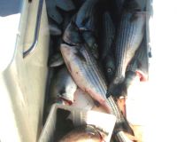 barnegat light fishing 190 20200411