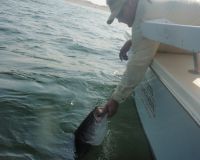 barnegat light fishing 8 20200411