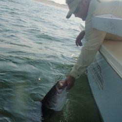 barnegat light fishing 8 20200411